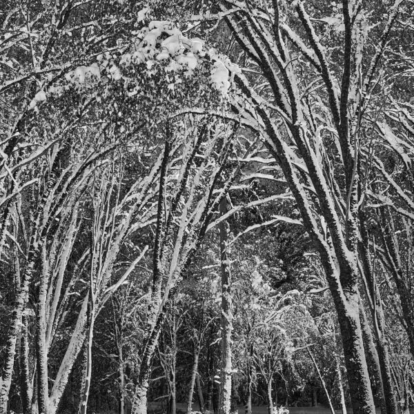 Snow Covered Trees - Yosemite National Park