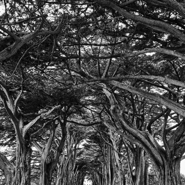 Cypress Tree Tunnel - Point Reyes National Seashore