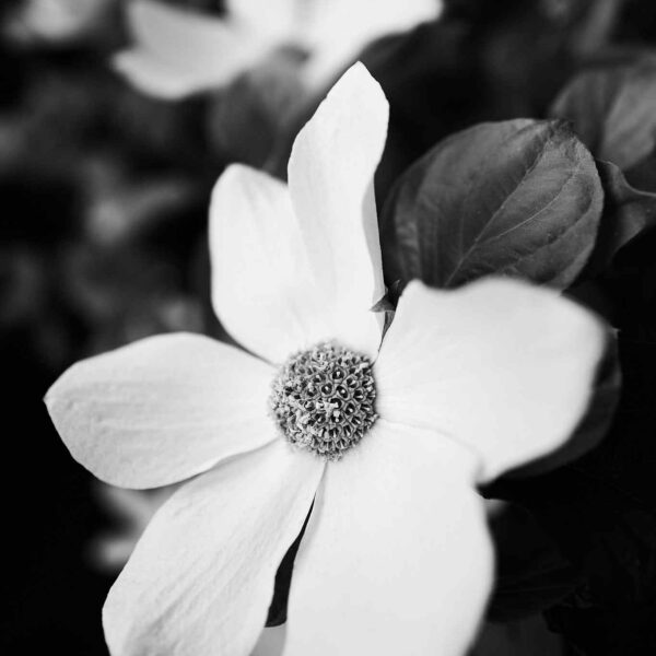 Dogwood - Yosemite National Park