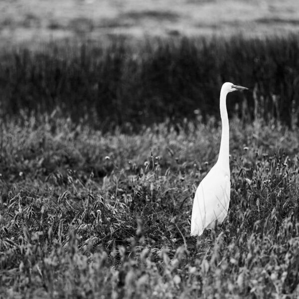 The Lone Egret - Point Reyes National Seashore