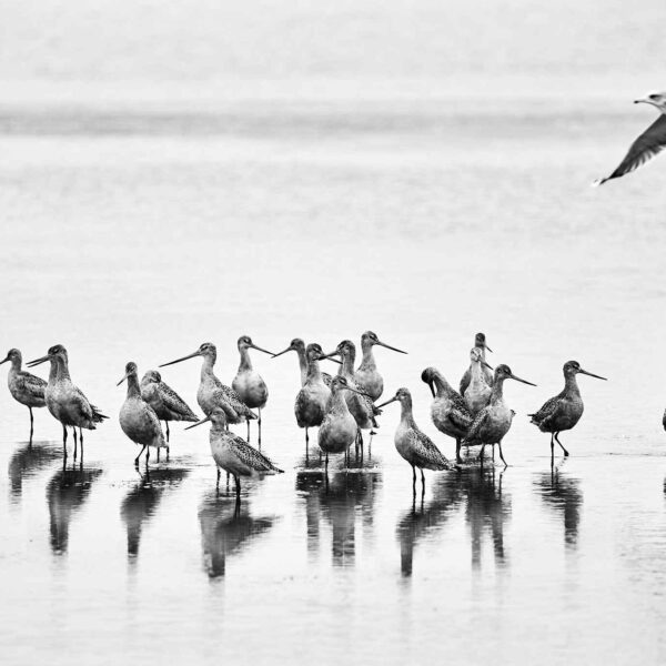 Meeting Of The Minds - Point Reyes National Seashore